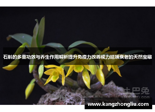 石斛的多重功效与养生作用解析提升免疫力改善视力延缓衰老的天然宝藏